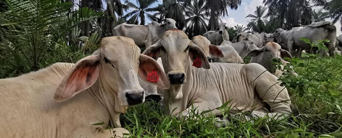 Livestock Industry 	Livestock Industry