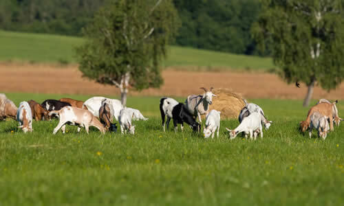 Permohonan Program Rezeki Ternak Ruminan 2025